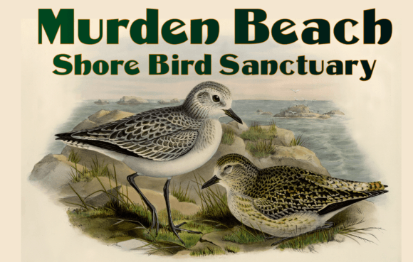 Murden Font Download: A Vintage Display Typeface Review